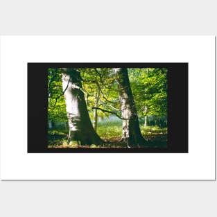 Two Beech Trees in a Wood Posters and Art